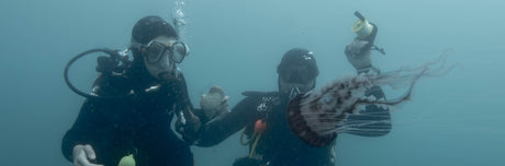 Scuba Divers looking at a compass jellyfish on a safety stop in Cape Town