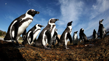 Penguins in Simonstown