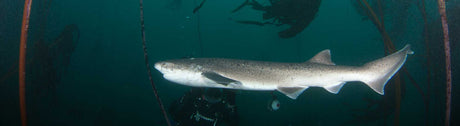 Sevengill Shark Diving