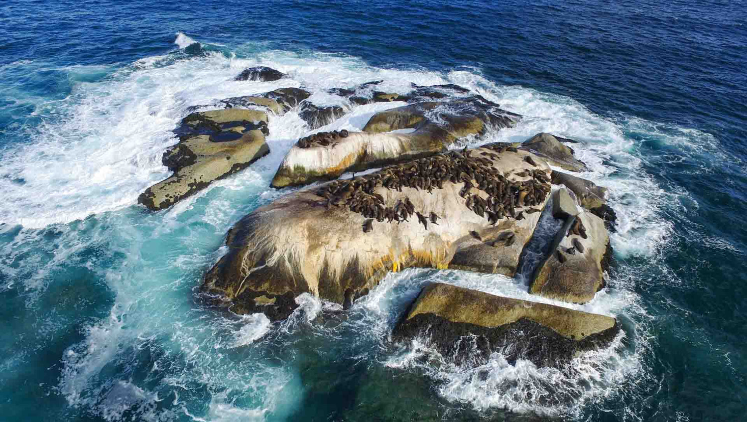 Partridge point, home to 300 cape fur seals