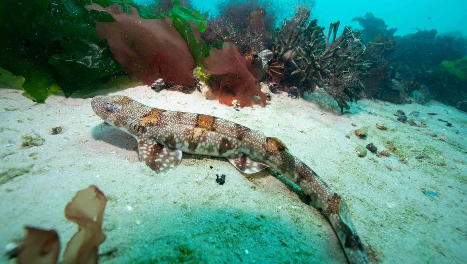 Puffadder shyshark