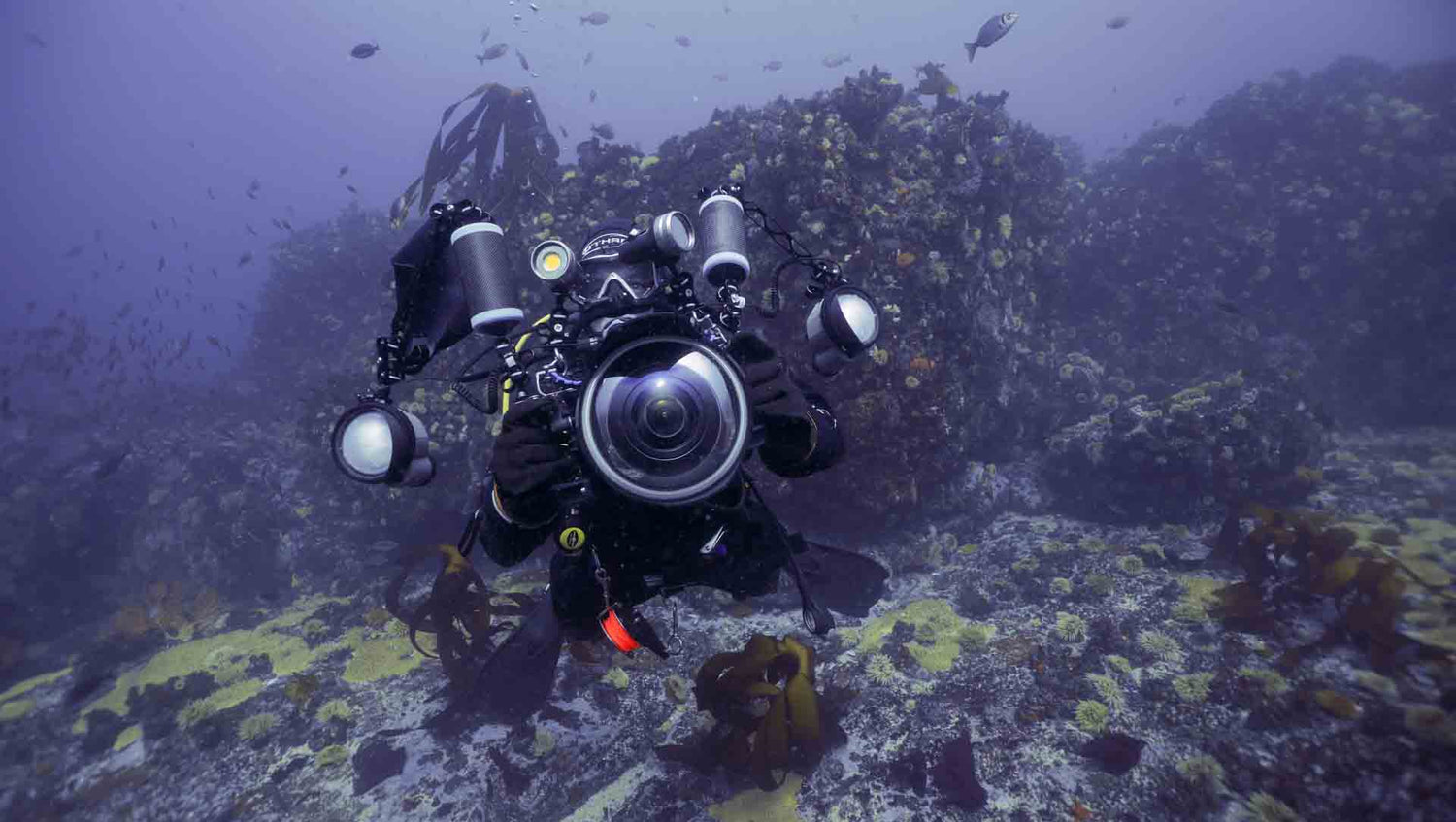Underwater photographer on a cape town reef