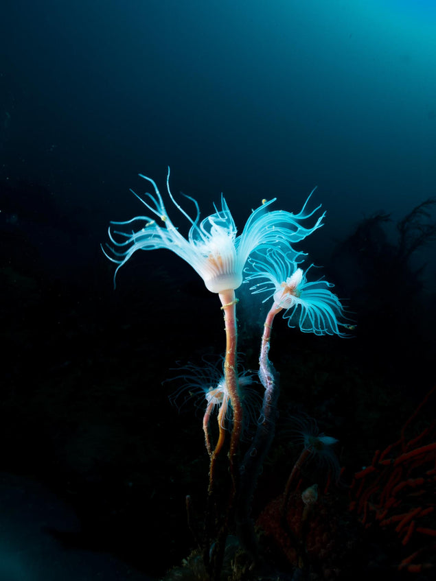 The reefs come alive at night