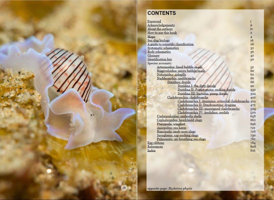 Southern African Sea Slugs