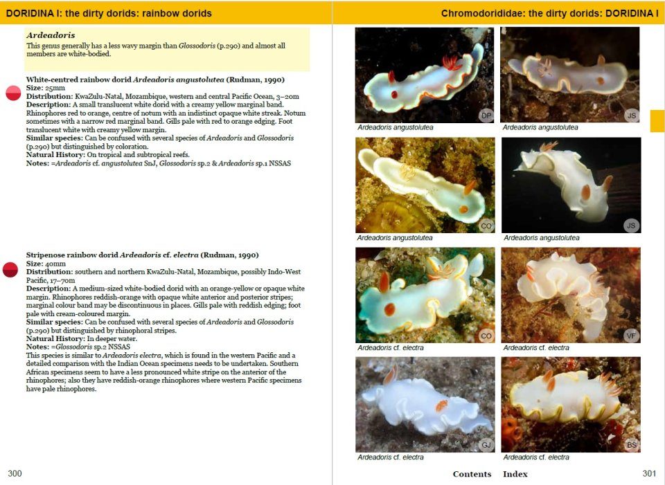 Southern African Sea Slugs