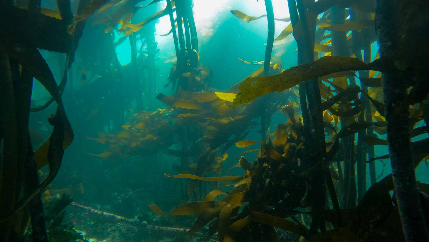 Kelp  forest