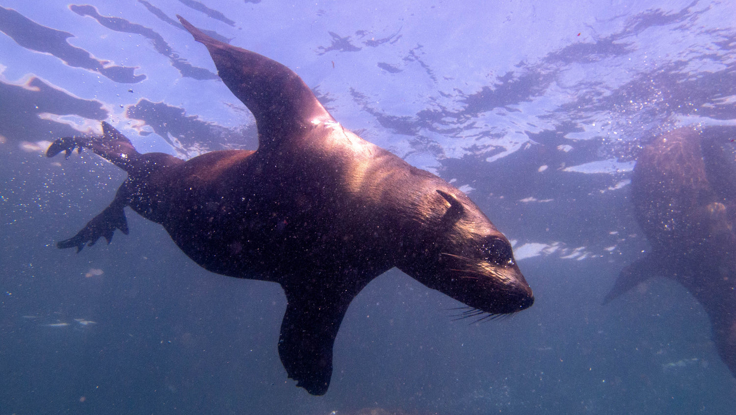 Cape fur seals playing on the surface at partridge point