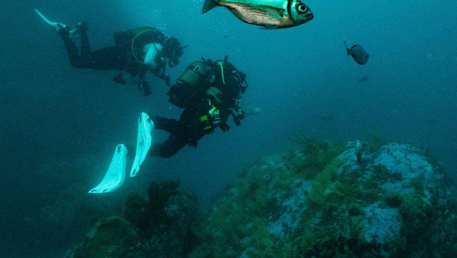Diving deep at atlantis reef in simonstown