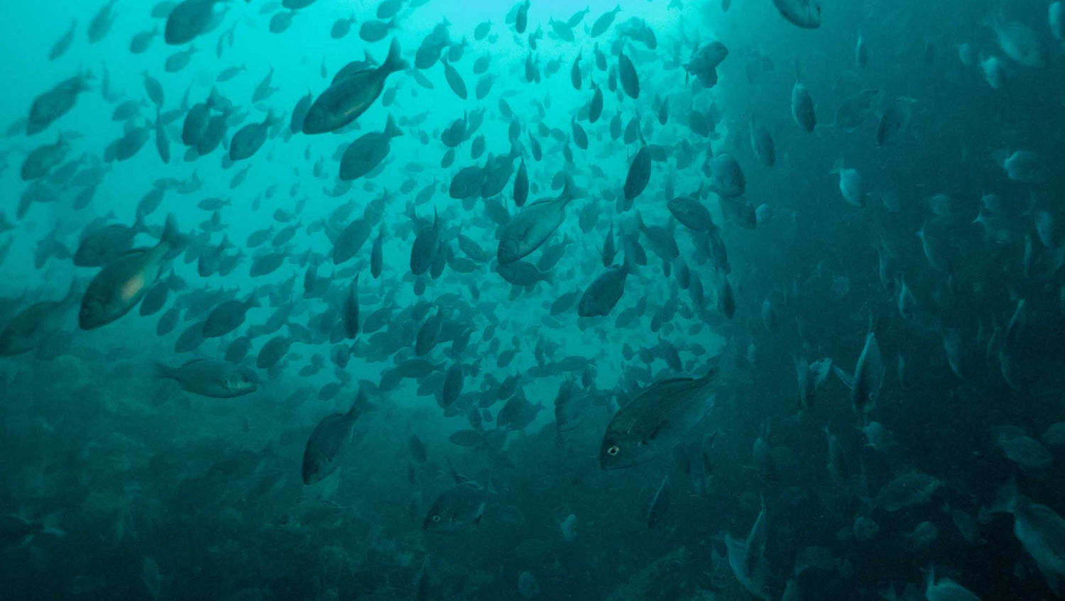 Cape Bream a common fish while diving in Cape Town