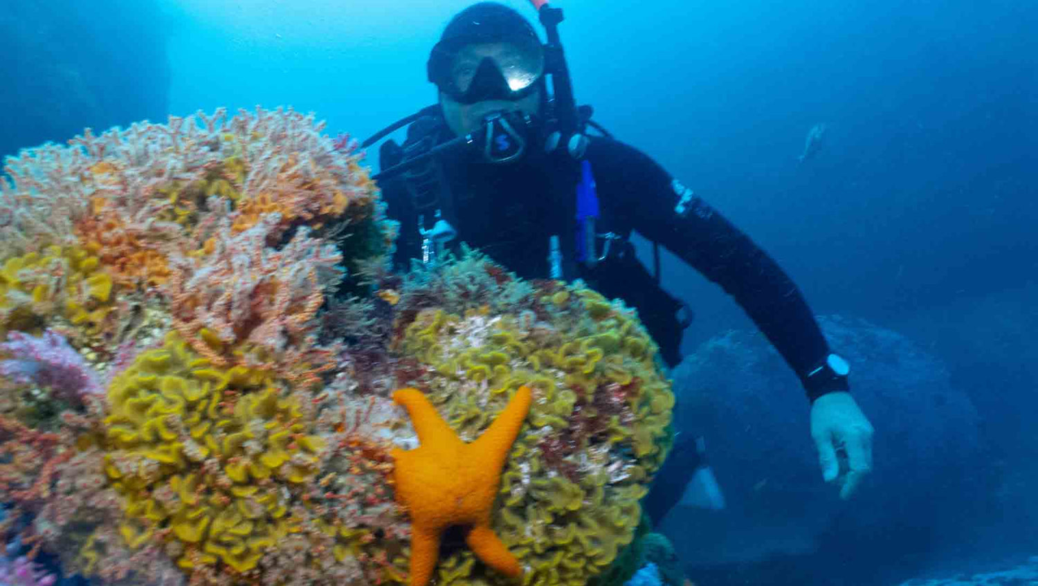 Scuba diving on the Cape Town reefs