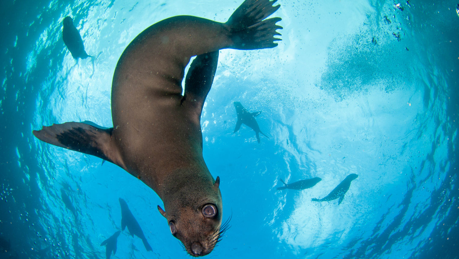 Curious cape fur seal on a dive in simonstown
