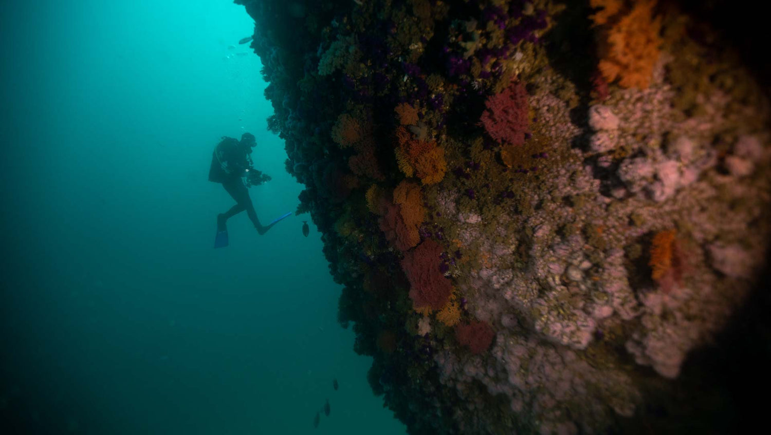 Underwater photographer on a wall dive in cape town