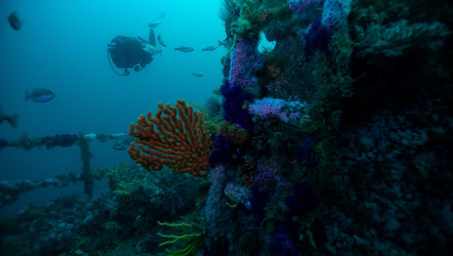 PADI Wreck Diver Specialty