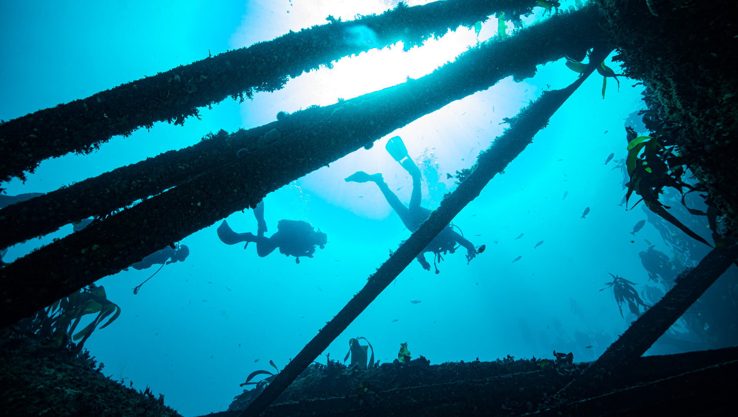 Divers exploring a wreck in cape town