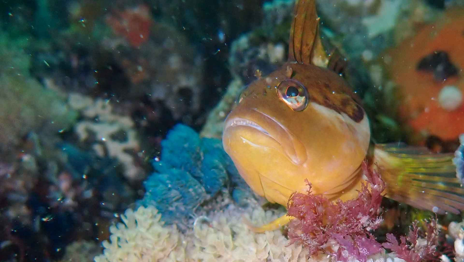 Klipvis sitting on the reef near cape point