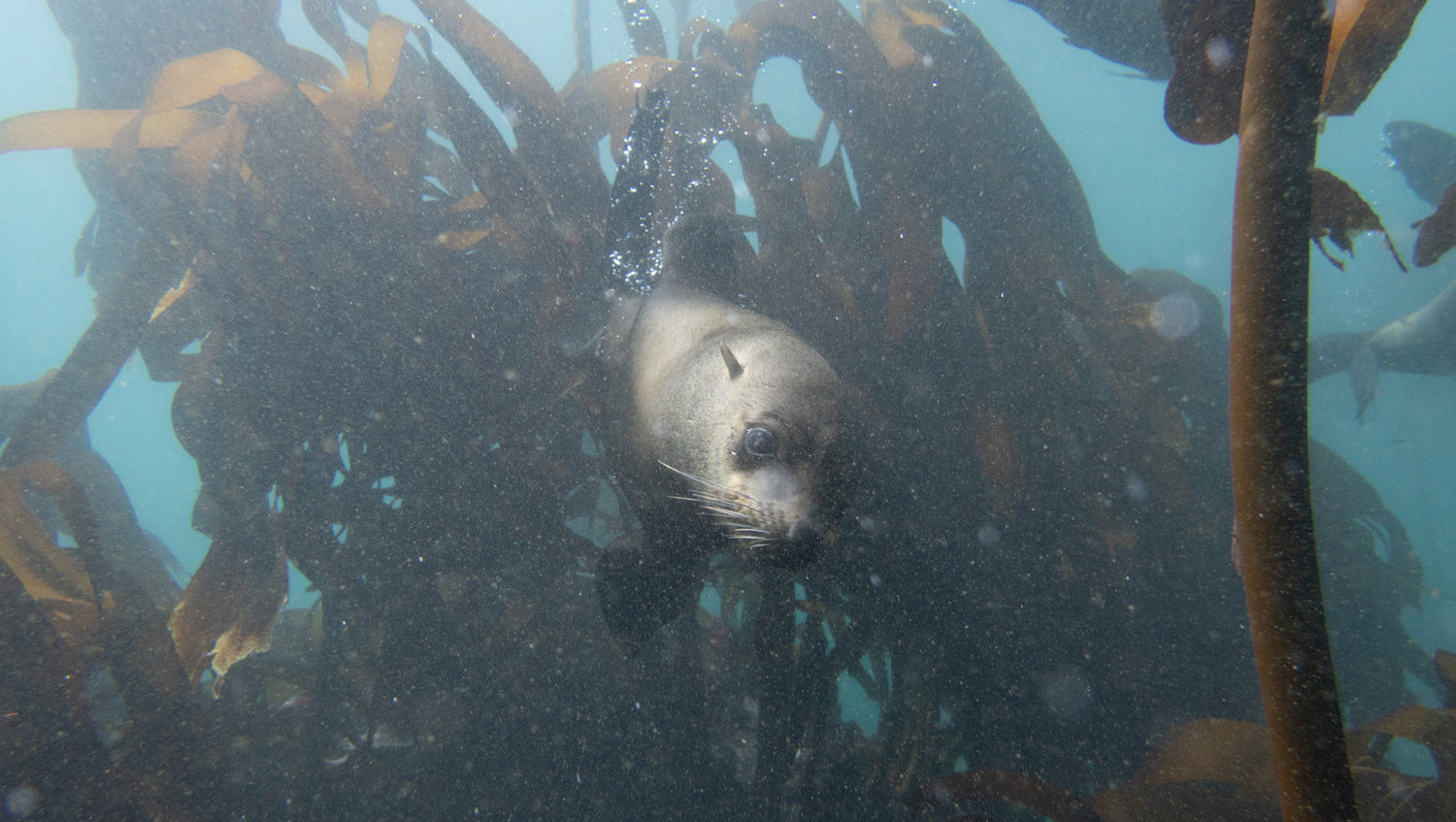 Cape Fur seal in the kelp forests in simonstown