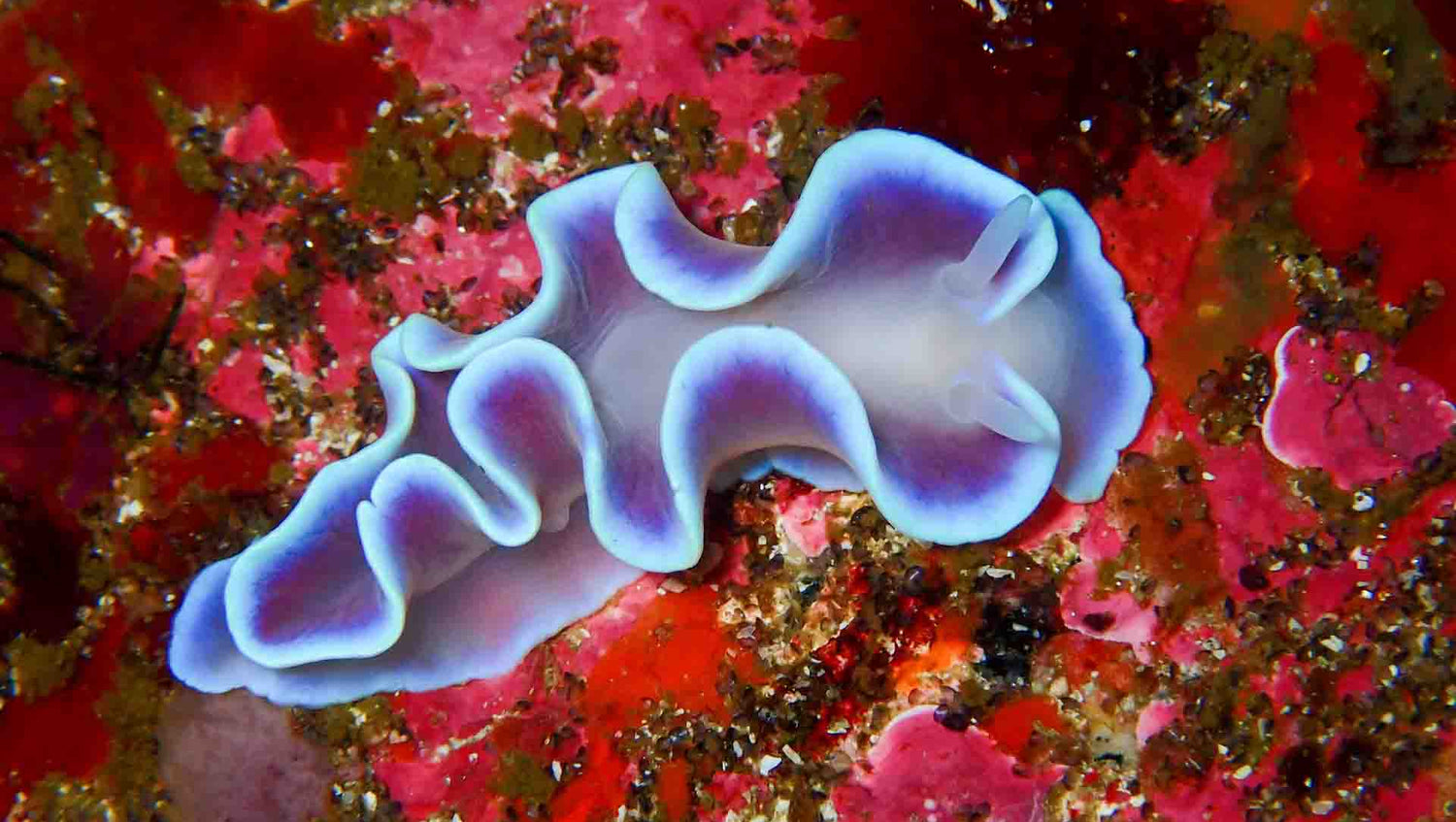 Frilled nudibranch in Cape Town