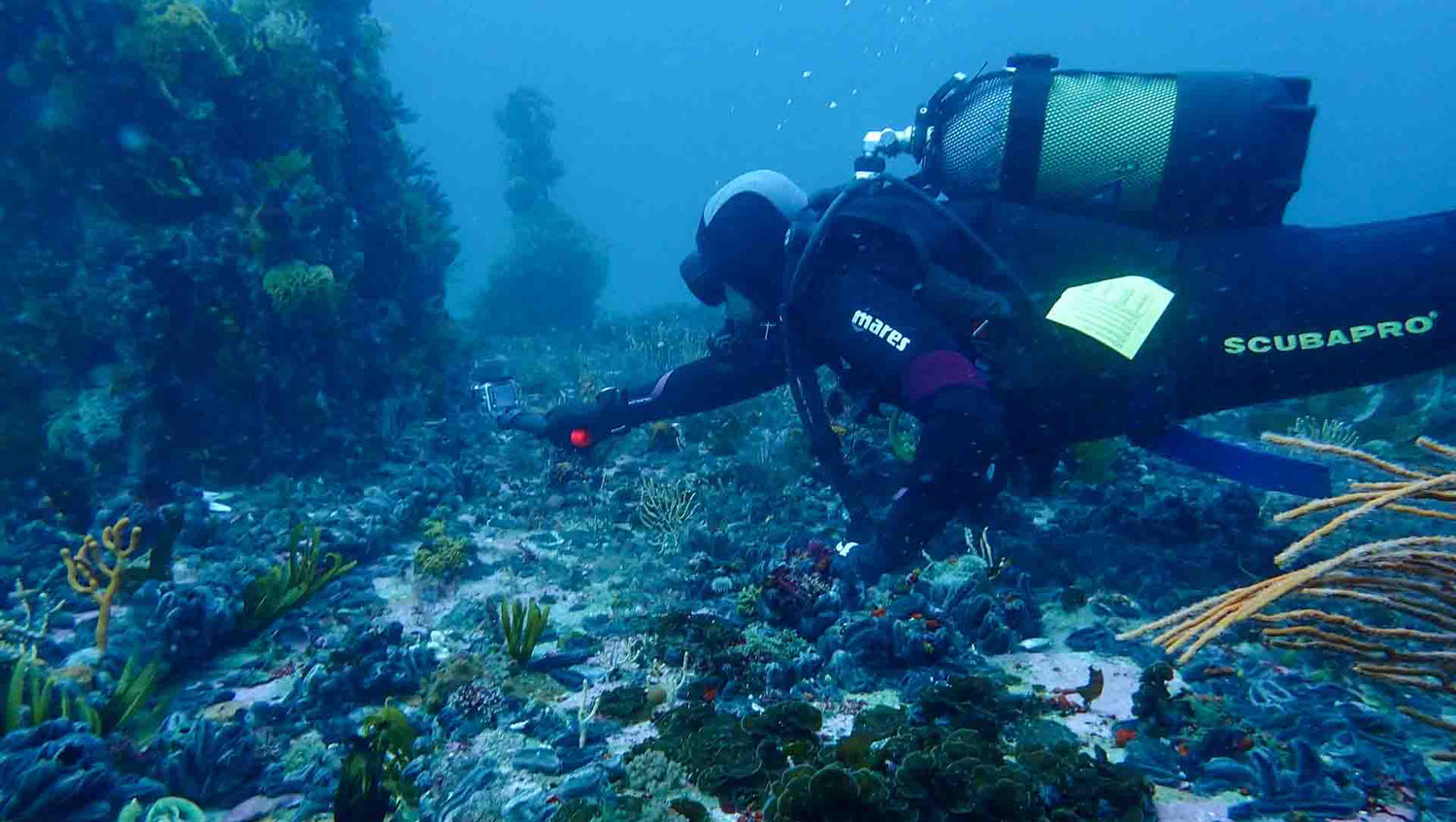 Filming the cape town reefs with a gopro while diving