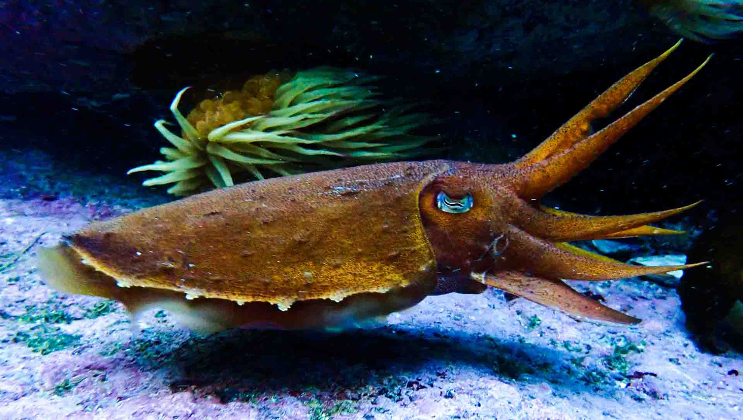 Common Cuttlefish at long beach simonstown