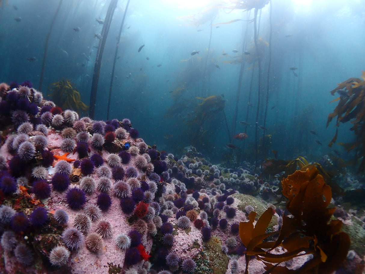 PADI Open Water Course