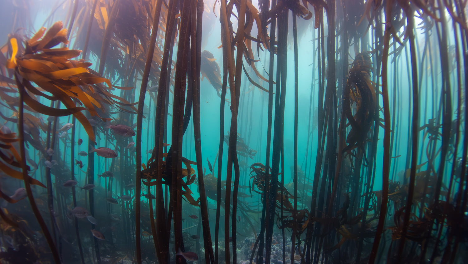 Kelp forests in cape town
