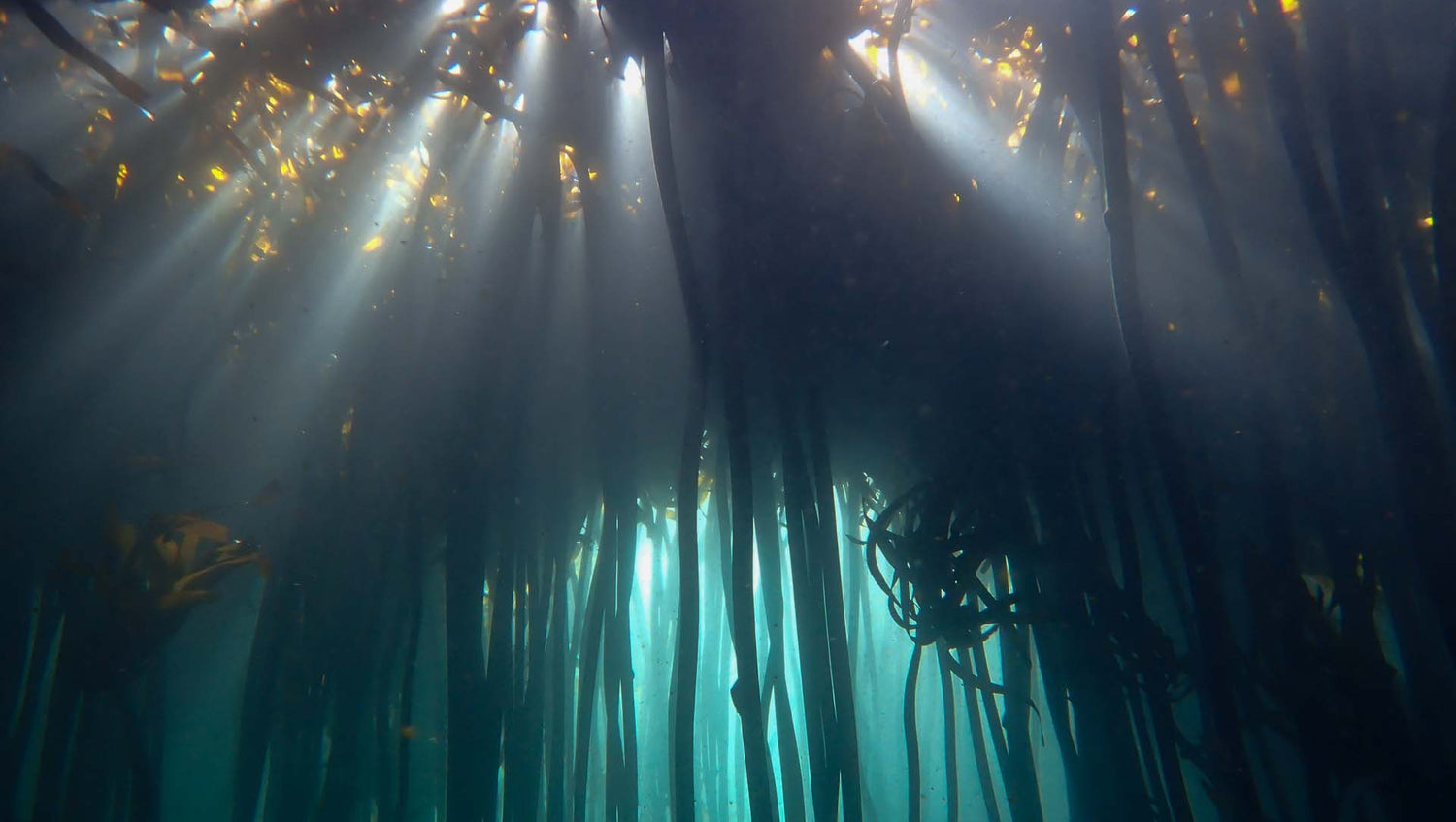 Sun shining through the kelp forest