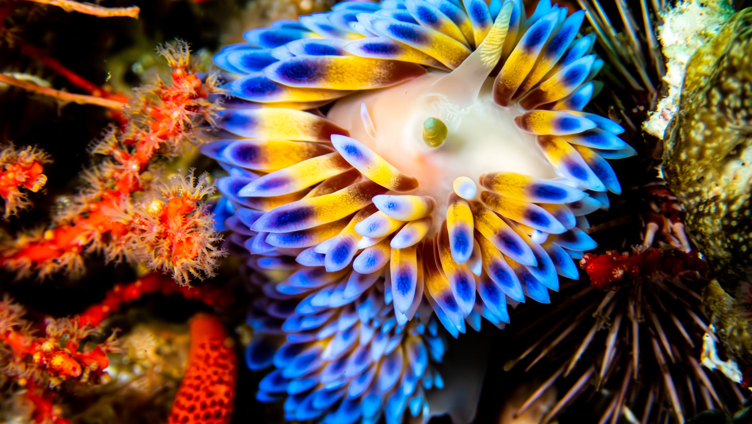 Gasflame Nudibranch in False bay