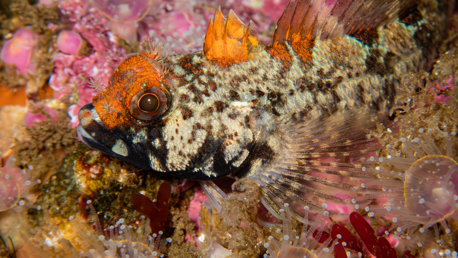 Klipvis  a common sight during any dive in cape town
