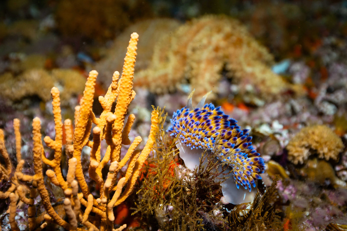 Gasflame Nudibranch