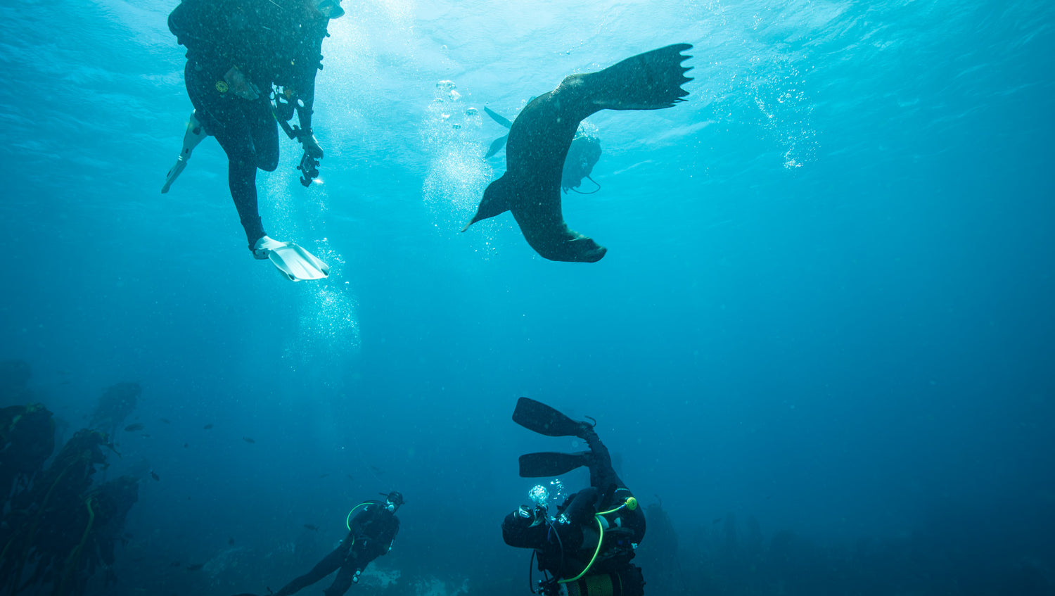 Cape fur seal playing with divers on their safety stop