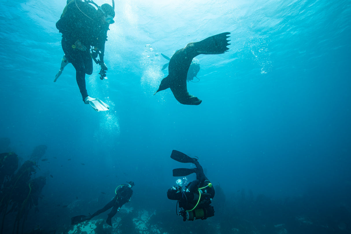 Cape fur seal playing with divers on their safety stop