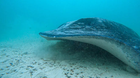 Diving with Short-Tail Stingrays