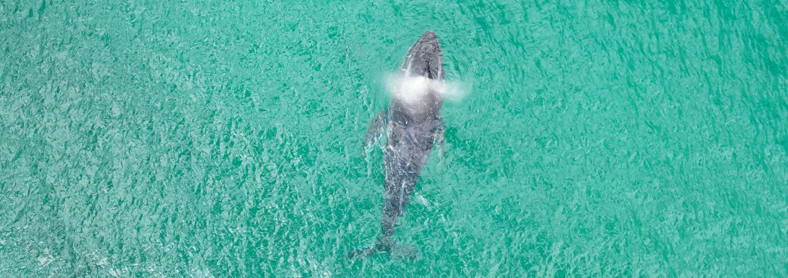 Humpback whale in simonstown