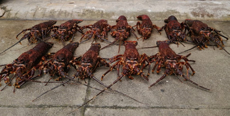 West Coast Rock Lobster Season 2025/2026