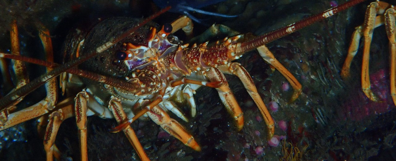 West Coast rocklobster under a rock