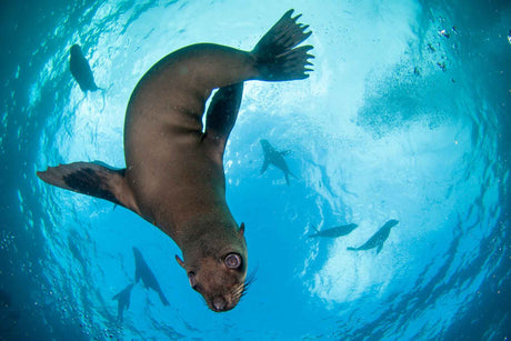 Seal Diving in South Africa - No More