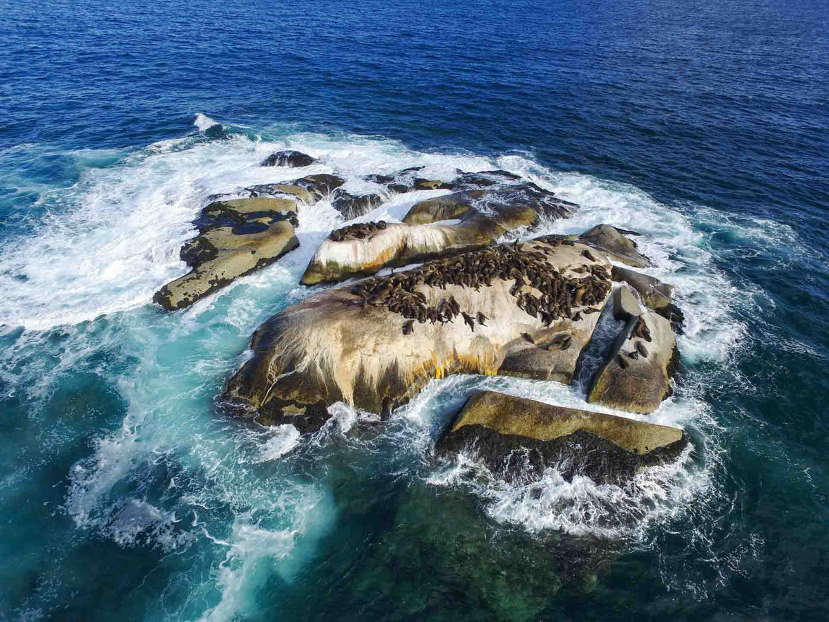 Point Partridge False Bay Ocean Safari – Dive Team - Cape Town