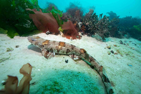 Puffadder shyshark