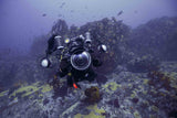 Underwater photographer on a cape town reef