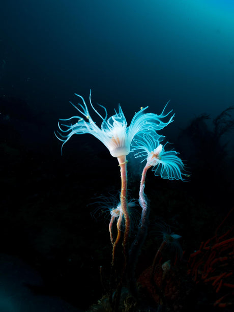 The reefs come alive at night