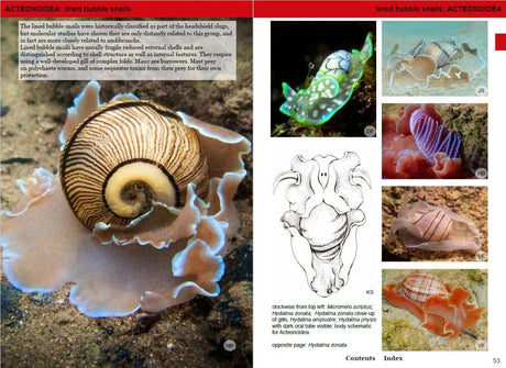 Southern African Sea Slugs