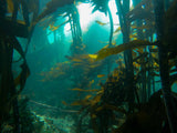 Kelp  forest