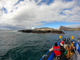 Seals at partridge point