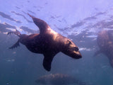 Cape fur seals playing on the surface at partridge point