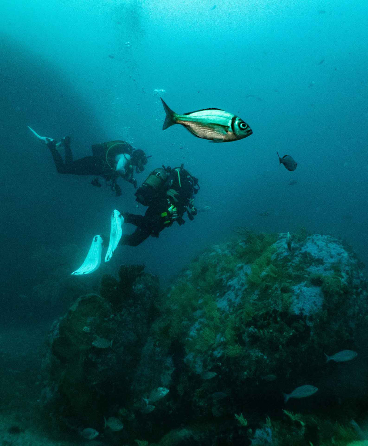 Diving deep at atlantis reef in simonstown