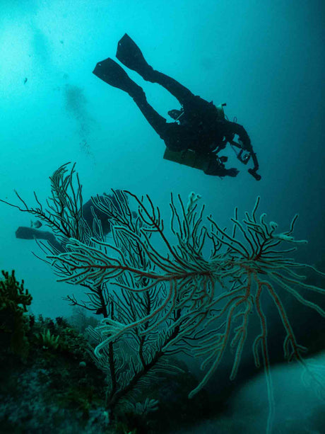 Navigating while diving on the reef