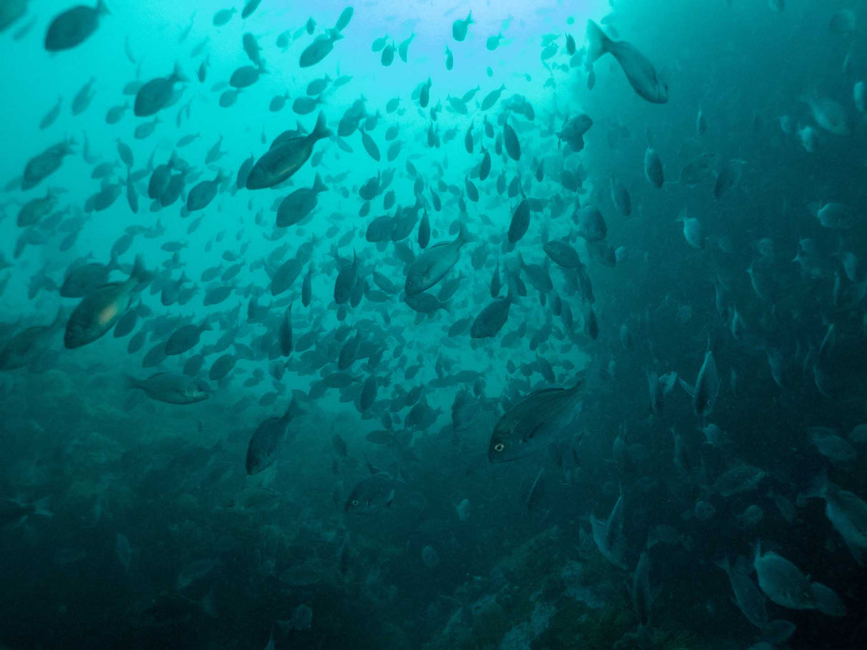 Cape Bream a common fish while diving in Cape Town