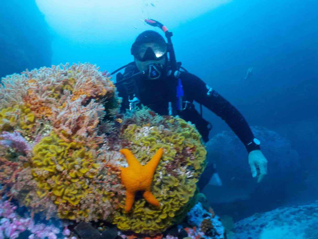 Scuba diving on the Cape Town reefs