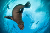 Curious cape fur seal on a dive in simonstown