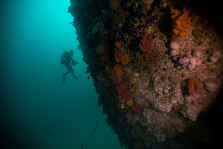 Underwater photographer on a wall dive in cape town